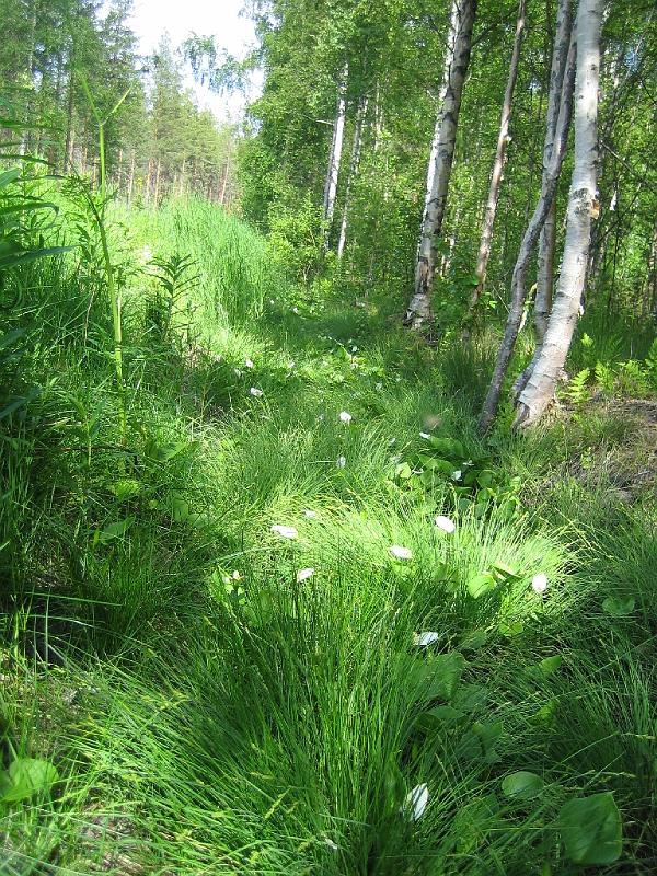 juhannus_2007_kiimingissa_2.jpg