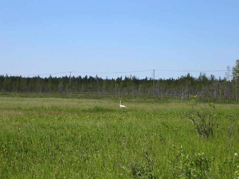 juhannus_2007_kiimingissa_4.jpg